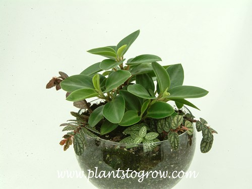 Pixie Peperomia (Peperomia orba)
Growing in a dish garden.